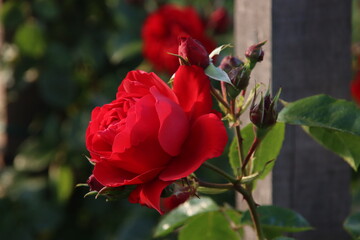 Rose garden Guldemondplantsoen in Boskoop with rose variety Florentina