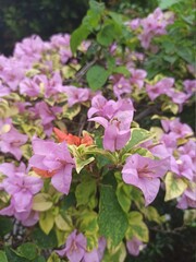 butterfly on flower