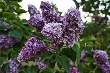 Different types of lilacs and a glass of wine. High quality photo