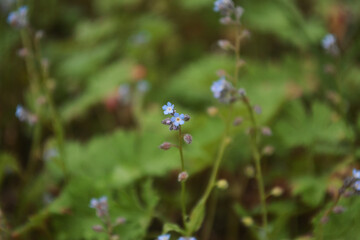 small blue flowers in the grass .macro photography