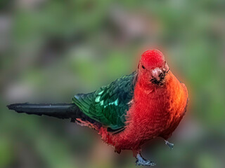 King Parrot With Moth