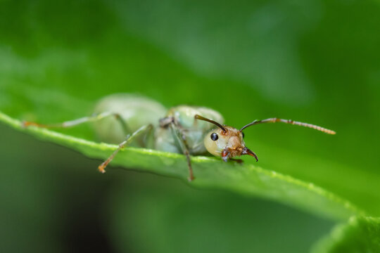 weaver ant queen on green leaf
