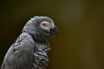 bird