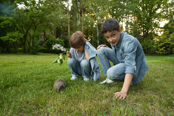 Two brother boys looking at wild hedgehog on the grass. High quality photo