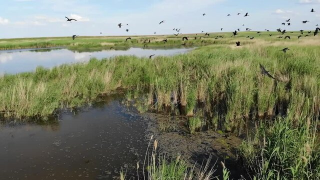Kalmykia, a lake in the steppe. A flock of waterfowl. 
