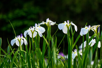 神楽女湖のハナショウブ