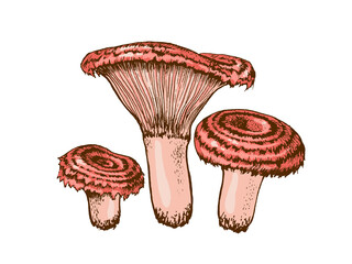 Edible russule mushroom, Coral milky cap mushroom illustration hand-drawn boletus, family of mushrooms isolated on white background for printing on packages, autumn season To pick up mushrooms