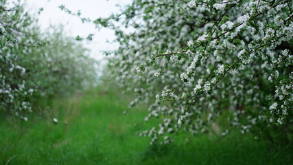 tree, nature, leaf, forest, plant, spring, leaves, sky, summer, branch, flower, trees, sun, foliage, garden, grass, park, bloom, woods, landscape, wood, natural, flora, blossom, growth