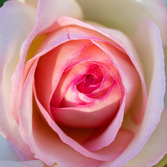 Delicate rose flower head in tones of pink fading to white	