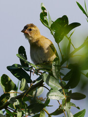 Bird curious looking at camera on tree