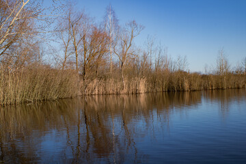 Obraz premium lake in the forest