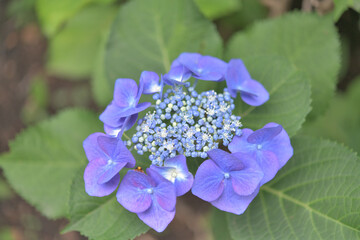 中央の細かい花が華やかな紫色の紫陽花