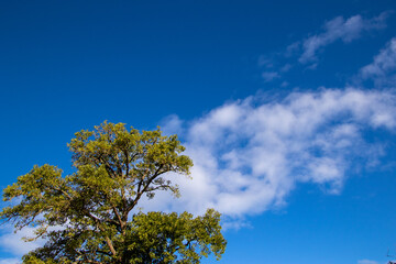 Cloudscapes above the Knysna forest in South Africa