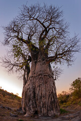 African Baobab Tree at dusk - Savuti region of Botswana