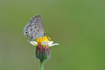 butterfly on flower