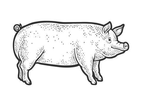 Big fat piglet pig line art sketch engraving vector illustration. T-shirt apparel print design. Scratch board imitation. Black and white hand drawn image.
