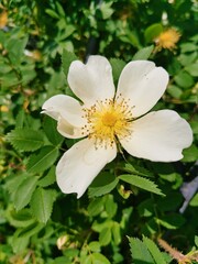flower in the garden
