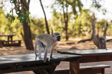 Selective focus of a monkey on a table in a park