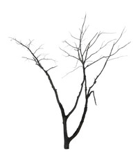 Tree without leaves isolated on white background with Clipping path.