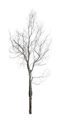 Dead tree without leaves solated on white background with Clipping path