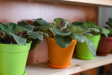 Flowers in pots on the windowsill