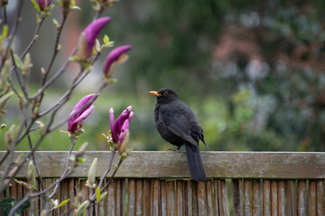 Ein Amsel Männchen sitzt auf einem Zaun neben einer Magnolie