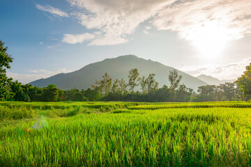 Green rice field with sunrise light and mountain for background