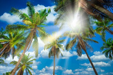 Fototapeta premium Coconut plam tree with sunlight on blue sky background