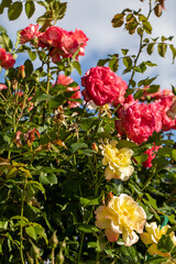 Red and Yellow Roses on the Branch in the Garden