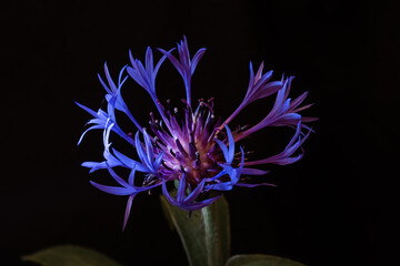 Centaurea montana flower on black background