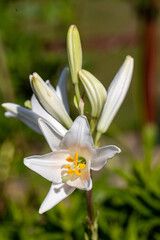 white lily flower with delicate petals in garden