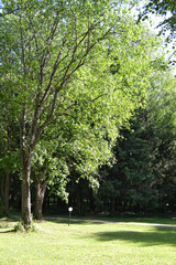 Fototapeta na wymiar Tree With Sunshine In City Park