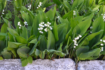 White Lily of the Valley (Convallaria majalis). Lily of the valley close-up, detailed bright macro...