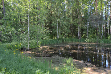 Summer landscape, pond and green trees in the park.
