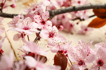 Beautiful blossoming branches on wooden background, closeup