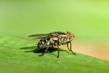 Common Fly Resting on Leaf