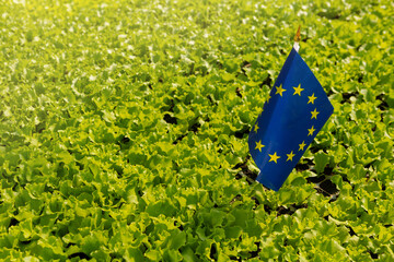 a lot of green lettuce grows on the plantation, among the plants there is an eu flag - obrazy, fototapety, plakaty