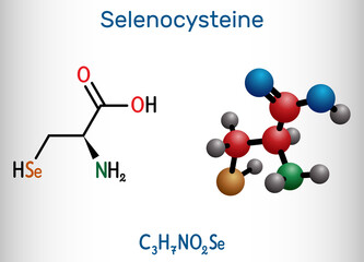 Selenocysteine, L-selenocysteine, Sec, U molecule. It is proteinogenic amino acid, selenium analogue of cysteine, building block of selenoproteins. Structural formula, molecule model.