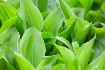 Beautiful lily-of-the-valley growing in garden, closeup