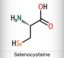 Selenocysteine, L-selenocysteine, Sec, U molecule. It is proteinogenic amino acid, selenium analogue of cysteine, building block of selenoproteins. Skeletal chemical formula