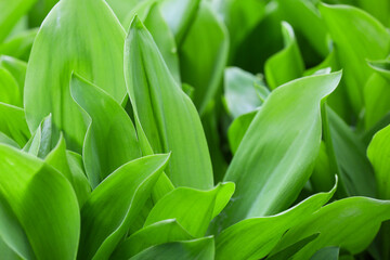 Obraz premium Beautiful lily-of-the-valley growing in garden, closeup