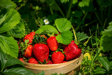 Strawberries in a basket in the garden at the farm. Selective focus.