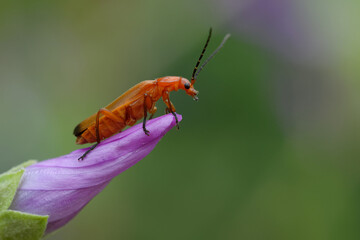 Common red soldier beetle or Bloodsucker beetle or Hogweed Bonking Beetle (Rhagonycha fulva)