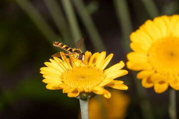 Hover fly sits on a yellow garden flower against a green background