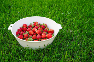 Harvest ripe, delicious strawberries, in a Cup on green grass