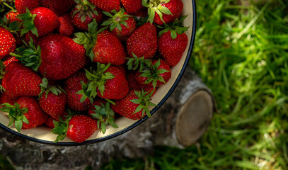A plate with ripe juicy strawberries. plate with freshly picked strawberries, Harvesting berries, Healthy food, Organic food.