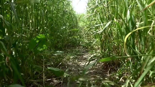 Pov thickets of grass, in a field or meadow in nature slow motion. View of a crawling animal, cat or snake through the grass. Scampering through grass trail POV point of view
