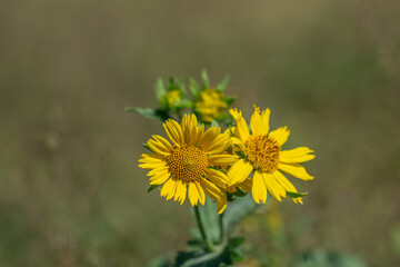 Verbesina encelioides is a flowering plant in the family Asteraceae.  golden crownbeard. gold weed. wild sunflower.	Makapuu Beach Park, Oahu, Hawaii. 
