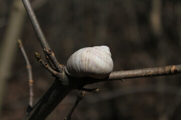 snail on a branch