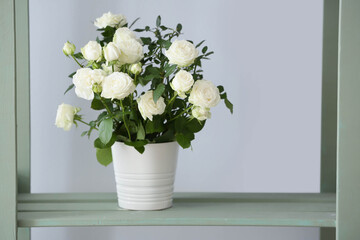 Beautiful white rose in pot on shelf near color wall